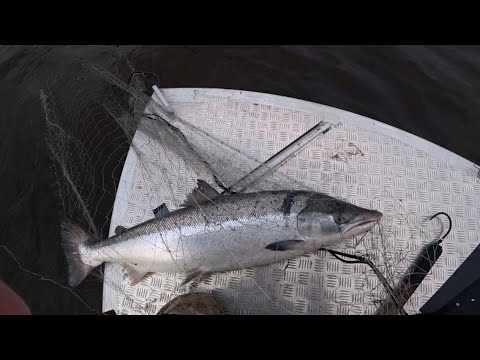 ПРОМЫСЛОВАЯ ЛОВЛЯ СЕМГИ / РЫБАЛКА СЕТЯМИ / Fishing for salmon