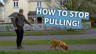 How To Stop Your Dog Pulling on the Leash