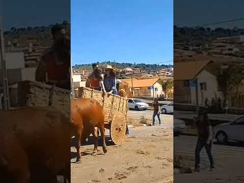 79 Carro de boi. São Pedro da União.MG /05/05/2024