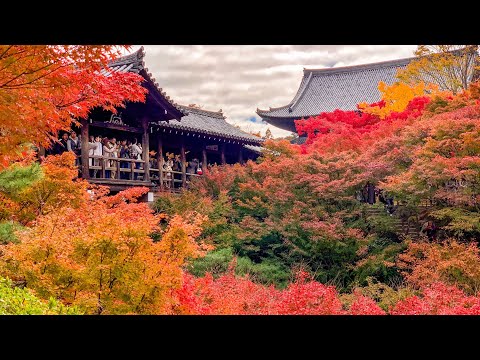 京都の紅葉2023 ライブ配信 祇王寺