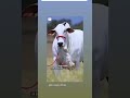 Jay Gau Mata Gau Mata Ka New Song Ke Bina Ready Official