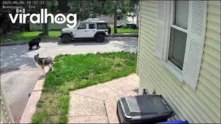 Curious Siberian Husky Tries To Befriend Roaming Black Bear || ViralHog