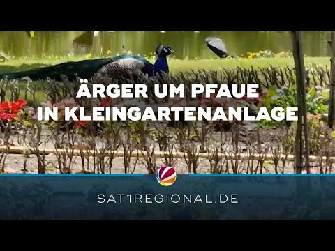 Ärger um freilebende Pfaue in Kleingartenanlage in Norderstedt
