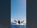 Whale Jump Out Of The Water