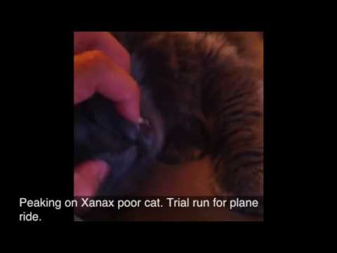 My poor cat on Xanax