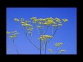 Kitaro - Never Let You Go