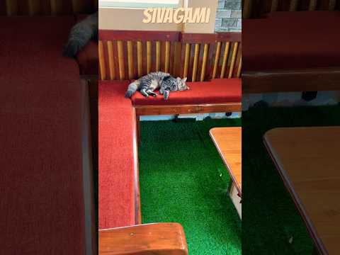 Sivagami#youtubeshorts#bahubali#pusa