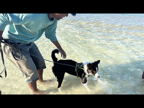 Cooper’s first Dog Beach Experience 🐶🧡🌸