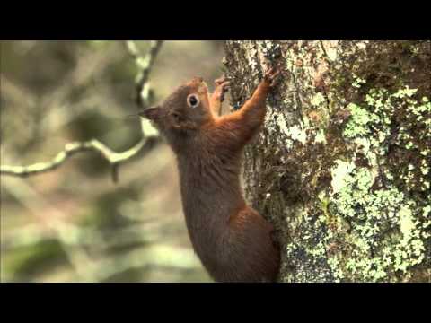Scotland's Big 5 - Red Squirrel