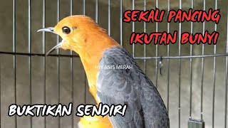 Download lagu Anis Macet Pasti Bunyi Mendengar Suara Pancingan Ini mp3