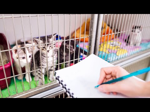 Health and Behavior of Shelter Cats