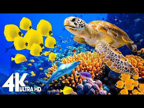 11 HRS of 4K Turtle Paradise - Undersea Nature Relaxation Film + Piano Relaxing Music