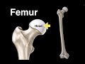 Femur