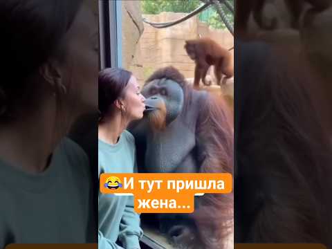 😁 Вот это поворот! Юмор с животными.