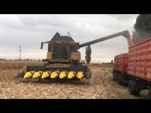 Збирання врожаю кукурудзи після застосування нано-стимулятора росту "5 елемент"