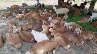 preview picture of video 'Sheep in SHIGO waisa pakistan'