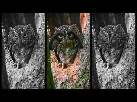 🦉 OWL-BE-WATCHING 🦉