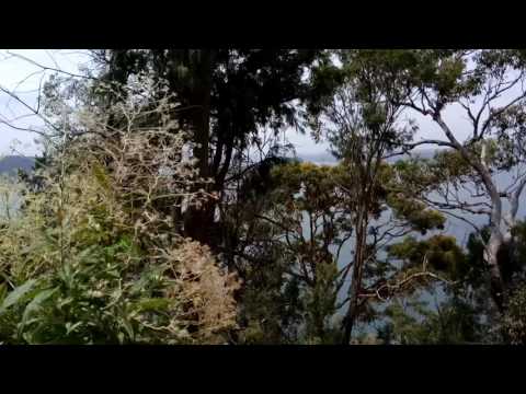 Palm beach AUSTRALIA.. 12/2016