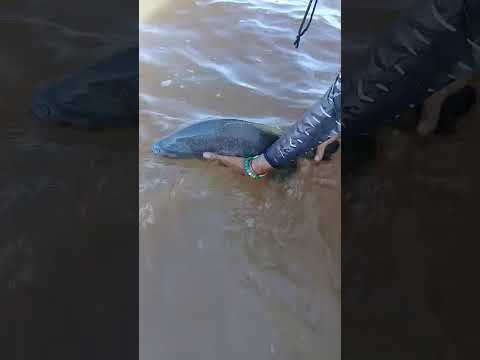 Concordia: capturaron un pacú de  6 kilos en el Río Uruguay