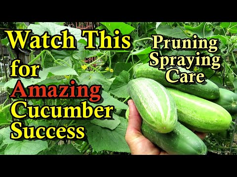 A Complete Guide to Growing Cucumbers All Summer Long: Pruning, Fertilizing, Watering, & Spraying