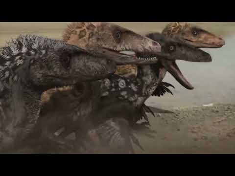 Raptors Tribute - Phoenix