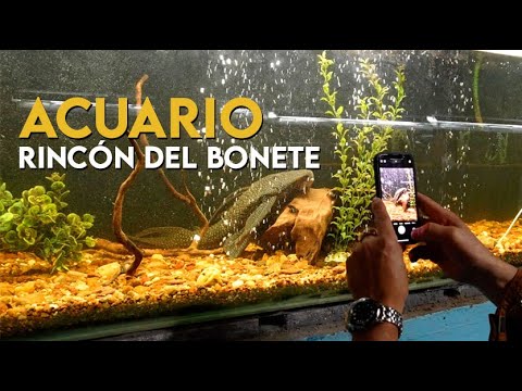 ACUARIO Rincón del Bonete