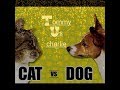Cat Vs Dog