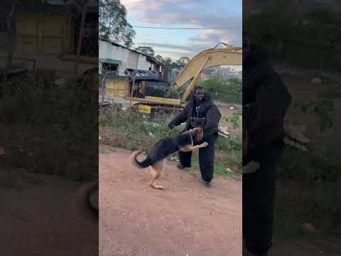 Getting agerman shephard as a protrection dog #greathabibk9academy