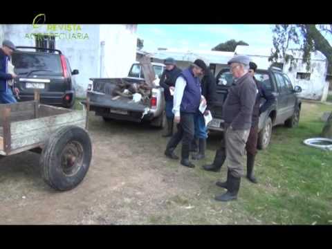 CAMPO RECRIA  -  MANSAVILLAGRA