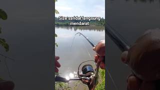 Download lagu mancing di muara target ikan size sandal #fishing #mancing #shorts mp3