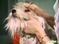 Classic Sesame Street Film The Animal Doctor
