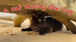 Burmese cat travelling Australia in a motorhome, Episode 21|| TRAVELLING AUSTRALIA IN A MOTORHOME