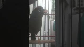 Download lagu poksay Mandarin agresif cari lawan mp3