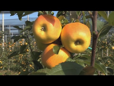 Im Paradies herangereift: Opal®-Äpfel vom Bodensee.