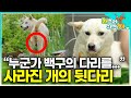 Why Is One Leg Missing The Swan S Condition Is Clearly In Dire Need Of Rescue Why Did It Lose