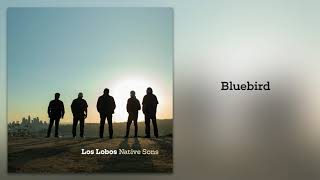 Los Lobos &quot;Bluebird&quot; (from Native Sons)