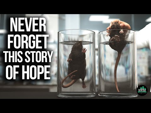 Shocking Rat Experiment Teaches Powerful Life Lesson