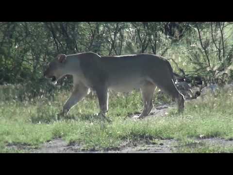 Der Etosha Nationalpark in Namibia