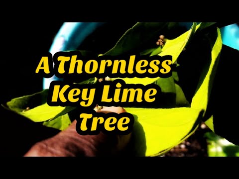 A Thornless Key Lime