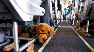 Los ojos que ven con el corazón: el poder de los perros guía