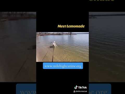 Lemonade, an adopted Labrador Retriever Mix in Mead, CO_image-1