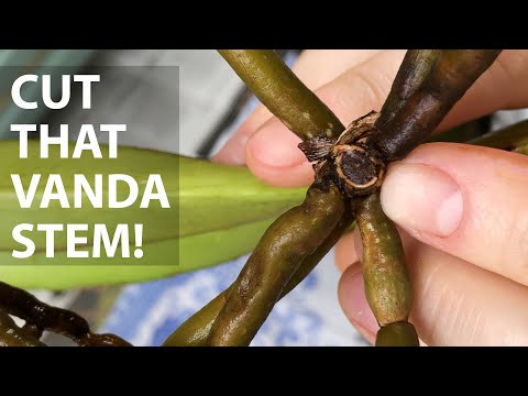 Repotting Rynchorides Bangkok Sunset - Quando e onde cortar uma haste de Vanda + atualização | Repot With Me