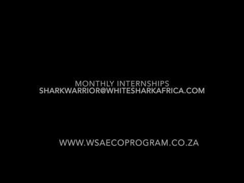 White Shark Africa Internship Program Promo Video