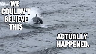 Orcas Surf Our Cruise Ship Inside Passage #OrcaWhales #AlaskaCruise #InsidePassage #WhaleWatching