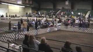 preview picture of video 'Ozarks Kennel Club Dog Show'