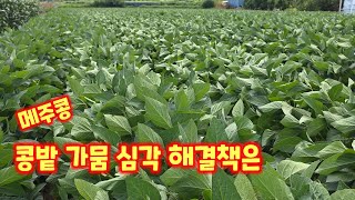 콩밭 가뭄 만만하게 보면 안됨 콩 꼬투리 메주콩 가뭄해결 양수기 충북  괴산 풀뿌리농장 [콩재배방법]