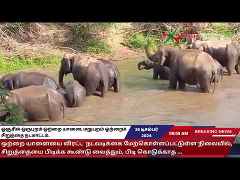 ஓசூரில் ஒருபுறம் ஒற்றை யானை, மறுபுறம் ஒற்றைச் சிறுத்தை நடமாட்டம்