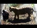 White Tiger Kills Man Who Fell Into Its Enclosure At Delhi Zoo