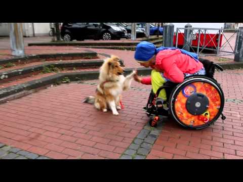 Therapie- Epilepsie- Warn- und Behindertenbegleithund Momo