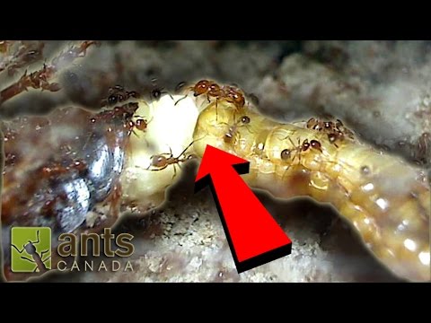 Cockroach Giving Birth While Being Devoured By Fire Ants